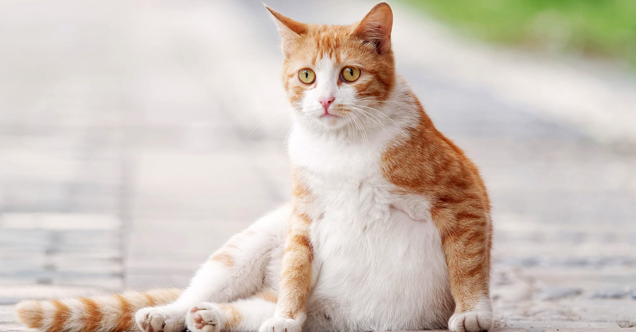 Mengurus Kucing Hamil dengan Cermat: Nutrisi, Lingkungan, dan Kesejahteraan